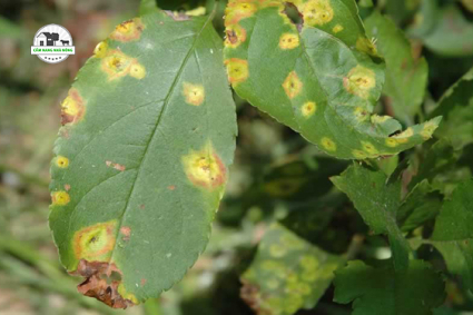 Xử lý bệnh nấm thông thường trên cây