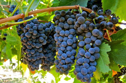 Hướng dẫn trồng nho tại nhà đơn giản