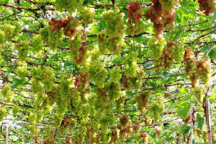 Các ý tưởng làm giàn cây nho tốt nhất