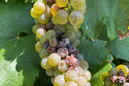 Cách xác định và điều trị 5 bệnh phổ biến nhất trên cây nho