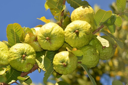 Hướng dẫn cách trồng ổi trong vườn nhà bạn.