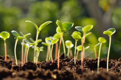 Hướng dẫn cách tỉa thưa cây con