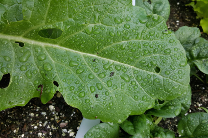 TẠI SAO LÁ CÂY CỦA TÔI XUẤT HIỆN CÁC LỖ?