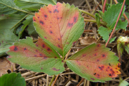 Lá dâu tây chuyển sang màu đỏ có phải do thiết hụt nitơ?