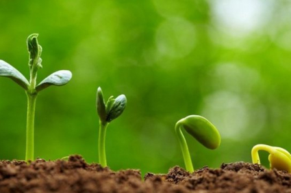 10 lý do khiến cây con của bạn phát triển quá chậm