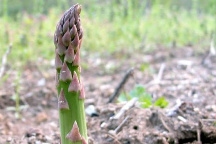 Tại sao các cây măng tây của tôi bị ngã?