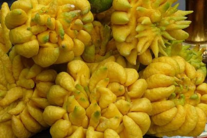 Hướng dẫn cách trồng và phát triển cây Phật Thủ