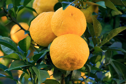 Hướng dẫn cách trồng cây chanh yuzu