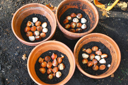 6 sai lầm cần tránh khi trồng củ hoa tulip đối với người làm vườn