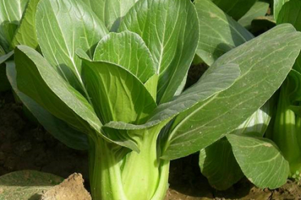 Hướng dẫn cách trồng cải thìa tại nhà