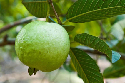 Các loại phân bón cho cây ổi phát triển tốt.