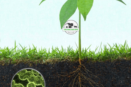 Phân Vi Sinh Mang Lại Lợi Ích Cho Nhà Nông Như Thế Nào