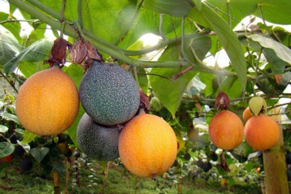 Hướng dẫn trồng chanh leo ngọt Colombia được ưa chuộng hiện nay