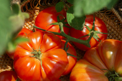 Hướng dẫn cách trồng cà chua hữu cơ