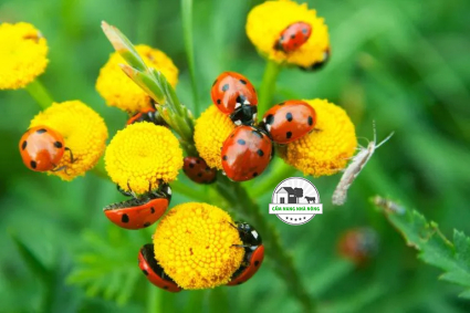 12 Loài Côn Trùng Có Lợi Cho Khu Vườn