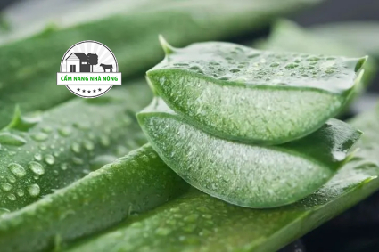 10 Lý Do Tại Sao Mỗi Nhà Nên Có Một Cây Nha Đam