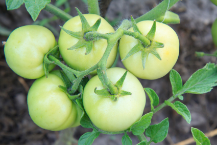 Tại sao cà chua không chín và cách khắc phục?