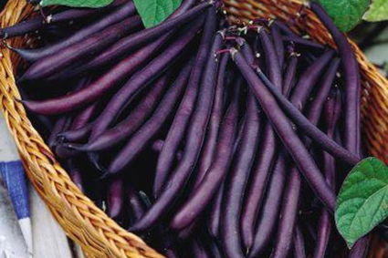 Hướng dẫn cách trồng đậu lùn Tee Pee màu tím