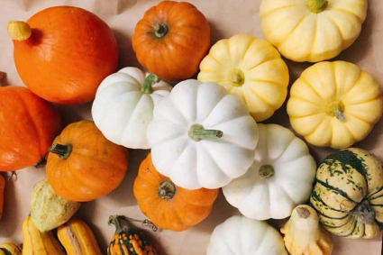 Cách trồng, chăm sóc và thu hoạch bí ngô mini