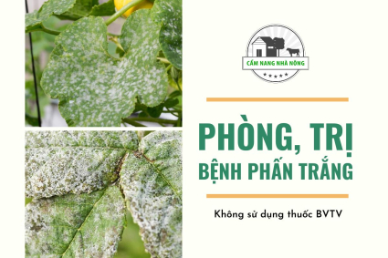 Cách Phòng Ngừa và Trị Bệnh Phấn Trắng Bằng Phương Pháp Hữu Cơ