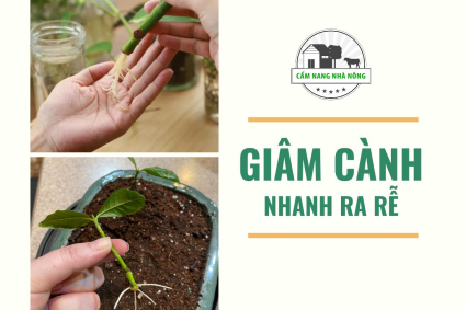 Cách giâm cành nhanh ra rễ