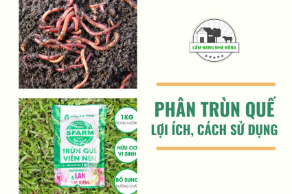 Phân trùn quế là gì?