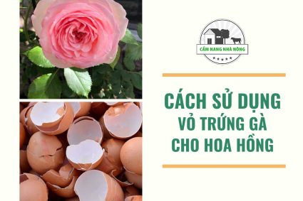 Cách bón vỏ trứng cho hoa hồng