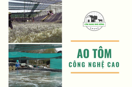 Ao Tôm Công Nghệ Cao |Tương Lai Nuôi Trồng Thủy Sản Bền Vững