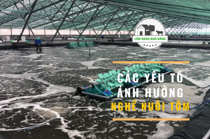 Tìm hiểu các yếu tố ảnh hưởng đến nuôi tôm
