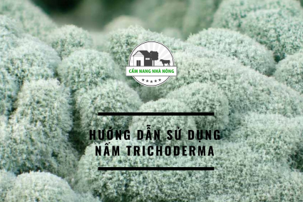 Hướng Dẫn Sử Dụng Nấm Trichoderma