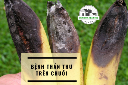Bệnh thán thư trên chuối