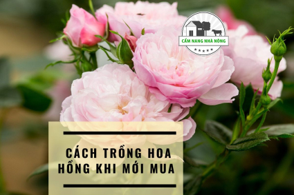 Cách trồng hoa hồng khi mới mua về