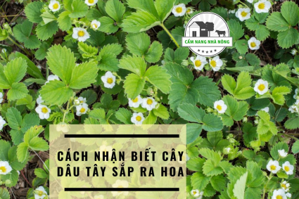 Cách Nhận Biết Cây Dâu Tây Sắp Ra Hoa