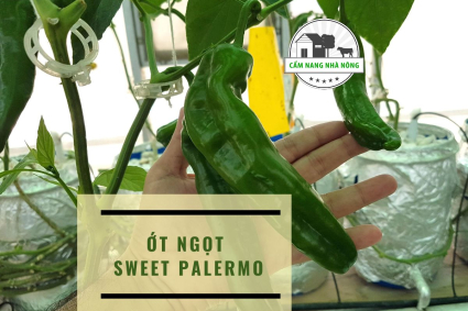 Ớt Ngọt Sweet Palermo