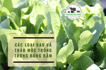 Các loại rau và thảo mộc trồng trong bóng râm