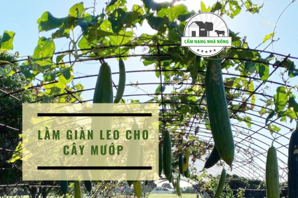 Cách Làm Giàn Cho Mướp Trên Sân Thượng