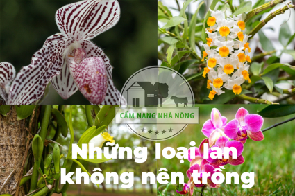 Các loại hoa lan không nên trồng