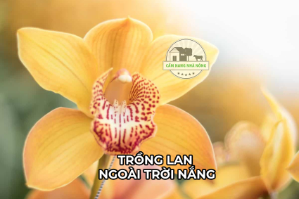 Cách Trồng Hoa Lan Ngoài Trời Nắng