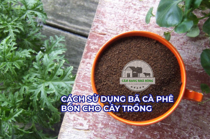 Cách tốt nhất để sử dụng bã cà phê để bón cho cây trồng