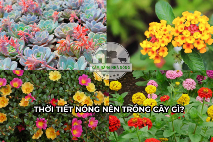 Thời tiết nóng nên trồng cây gì?