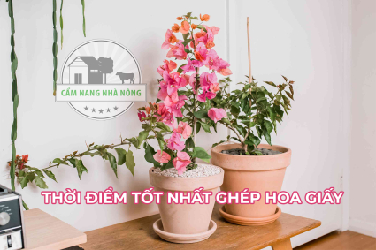 Thời điểm ghép hoa giấy hiệu quả nhất