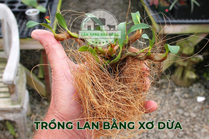 Trồng lan bằng xơ dừa