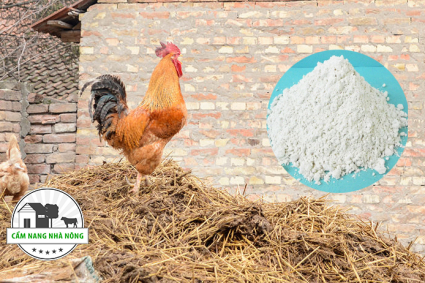 Cách ủ phân gà với vôi bột