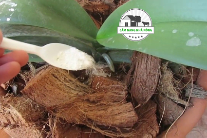 Phân bón tốt cho lan