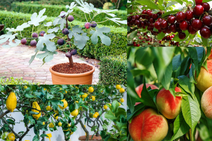 Những cây ăn quả ngắn ngày trồng chậu