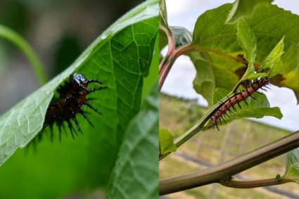Sâu bệnh hại cây chanh dây
