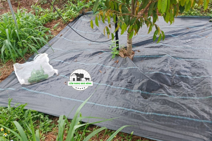 Bạt phủ gốc diệt cỏ cho cây sầu riêng
