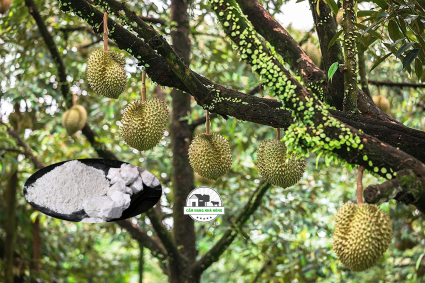 Cách bón vôi cho cây sầu riêng