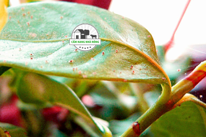 Cách diệt nhện đỏ hại sầu riêng