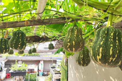 Kỹ thuật trồng bí hồ lô leo giàn